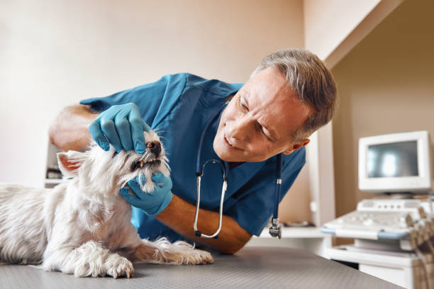 Best After-Hours Dental Trauma Care in Emory, VA